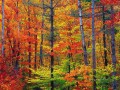 ニューハンプシャー州の明るい紅葉の秋